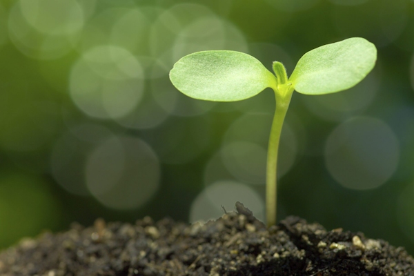 5 Essential Steps for Nonprofit Growth
